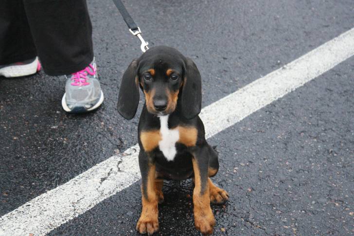Photo Black and Tan Coonhound