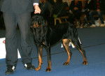Photo Black and Tan Coonhound