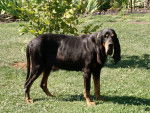 Photo Black and Tan Coonhound