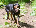 Photo Black and Tan Coonhound
