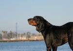 Photo Black and Tan Coonhound