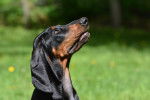 Photo Black and Tan Coonhound