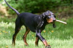 Photo Black and Tan Coonhound