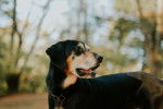 Photo Black and Tan Coonhound
