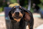 Photo Black and Tan Coonhound