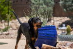 Photo Black and Tan Coonhound