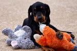 Photo Black and Tan Coonhound