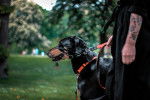 Photo Black and Tan Coonhound