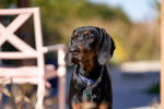 Photo Black and Tan Coonhound