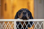 Photo Black and Tan Coonhound