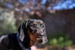 Photo Black and Tan Coonhound