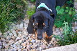 Photo Black and Tan Coonhound