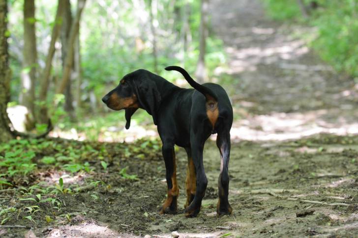 Photo Black and Tan Coonhound