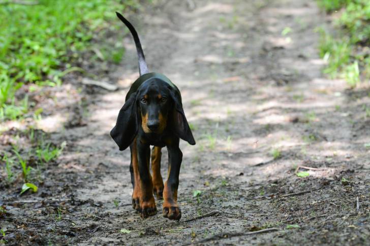 Photo Black and Tan Coonhound