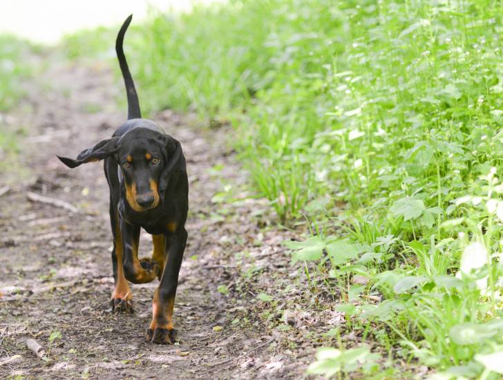 Photo Black and Tan Coonhound
