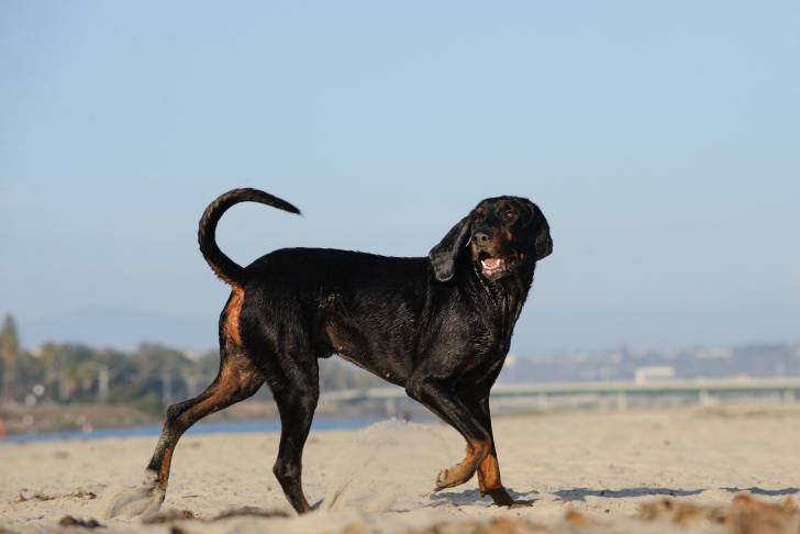 Photo Black and Tan Coonhound