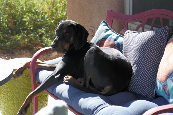 Photo Black and Tan Coonhound