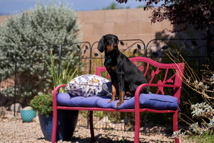 Photo Black and Tan Coonhound
