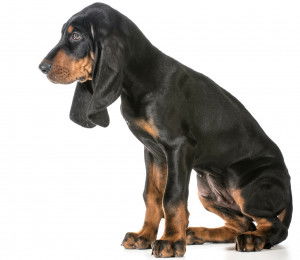 Un Black and Tan Coonhound sur fond blanc