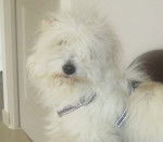 Gaston - Coton de Tuléar Mâle (8 mois)