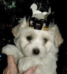 ROI - Coton de Tuléar Mâle (1 an)