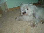 Casper? - Coton de Tuléar Mâle (9 ans)