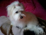 Gipsy - Coton de Tuléar (2 ans)