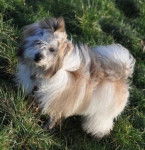 Anya - Coton de Tuléar (7 mois)