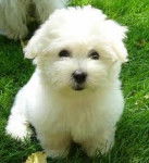 cotone - Coton de Tuléar