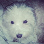 roxy - Coton de Tuléar (3 ans)