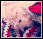 Becky - Coton de Tuléar (6 ans)