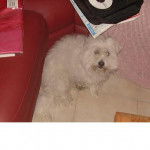 Cotton de tuléar Roméo Mâle (Coton de Tuléar) - Coton de Tuléar