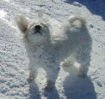 Coton de Tulear - Coton de Tuléar
