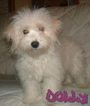 la c Dolly ma coton de tulear - Coton de Tuléar