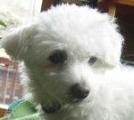 Coton de Tulear - Coton de Tuléar