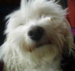 Coton de Tulear - Tina - Coton de Tuléar