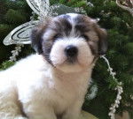 coton de tuléar - Coton de Tuléar