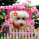 Coton de Tuléar, Mindy - Coton de Tuléar