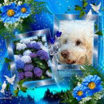 Coton de Tuléar, Mindy - Coton de Tuléar