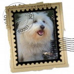 Coton de Tuléar, Roky - Coton de Tuléar