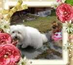 Coton de Tuléar, Roky - Coton de Tuléar