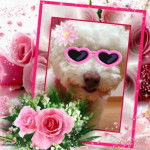 Coton de Tuléar - Coton de Tuléar