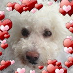 Coton de Tuléar, Mindy - Coton de Tuléar