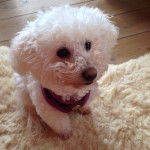 Coton de Tuléar, Mindy - Coton de Tuléar