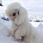 Coton de Tuléar, Roky dit aussi Robichon - Coton de Tuléar