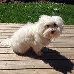 Coton de Tuléar, Roky - Coton de Tuléar