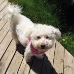 Coton de Tuléar, Mindy - Coton de Tuléar