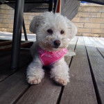 Coton de Tuléar, Mindy - Coton de Tuléar