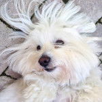 Coton de Tuléar, Roky - Coton de Tuléar