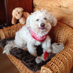 Coton de Tuléar, Mindy - Coton de Tuléar